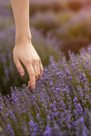 hand touching lavender plants in lavender field, close up